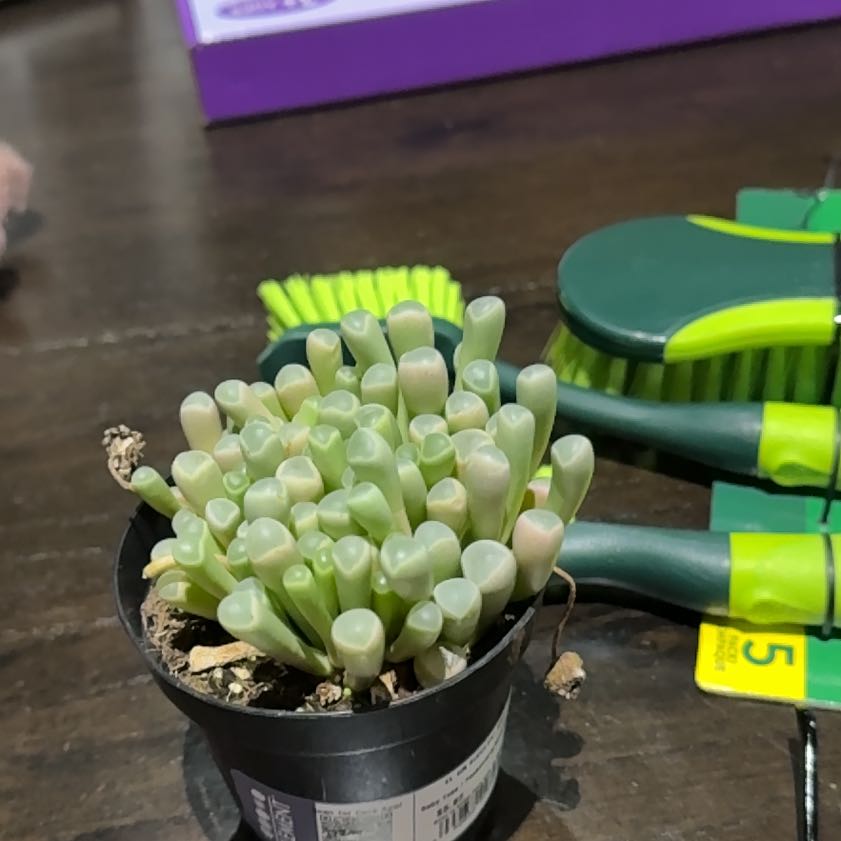 Photo of the plant species Baby Toes by @IncisiveSalal29 named Bella on Greg, the plant care app