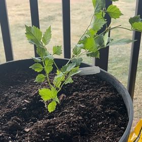 Photo of the plant species Trumpet Creeper by @MoneyedPersia67 named Queen on Greg, the plant care app