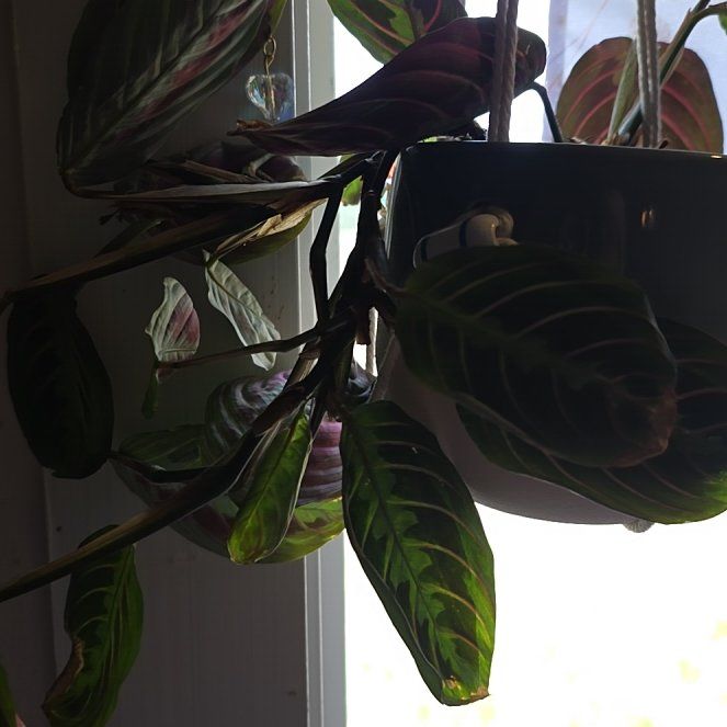 Photo of the plant species Red prayer plant by @CuddlyTreeivy15 named Osmo on Greg, the plant care app