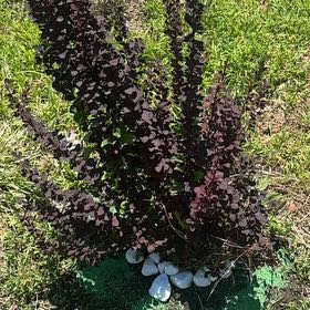 Photo of the plant species Japanese Barberry by @FastFanmoss57 named Wall-E on Greg, the plant care app