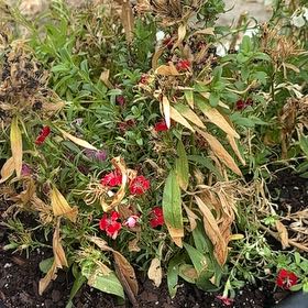 Photo of the plant species Sweet William by @PresidentNoni18 named Flowers on Greg, the plant care app