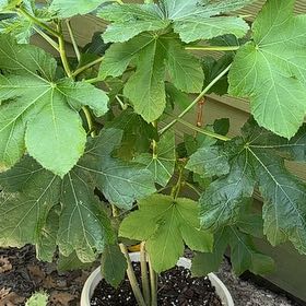 Photo of the plant species Okra by @PresidentNoni18 named Okra on Greg, the plant care app