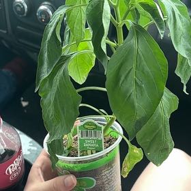 Photo of the plant species Sweet Banana Pepper by @PresidentNoni18 named Sweet banana peppers on Greg, the plant care app