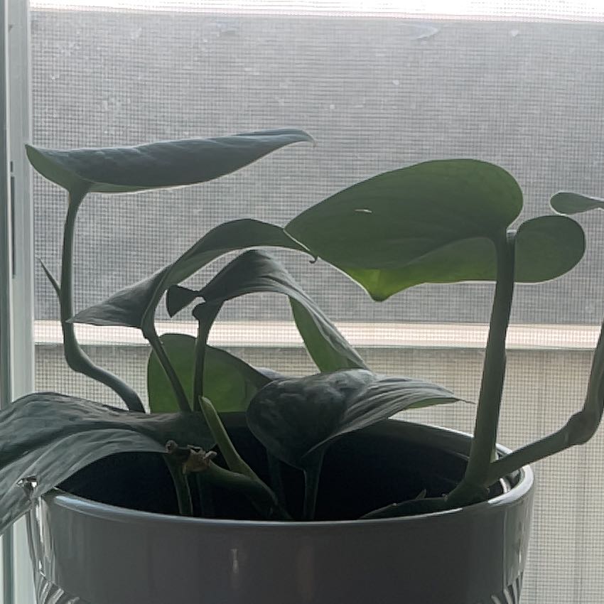 Photo of the plant species Salak Scindapsus by @BigLemon24 named Delilah on Greg, the plant care app
