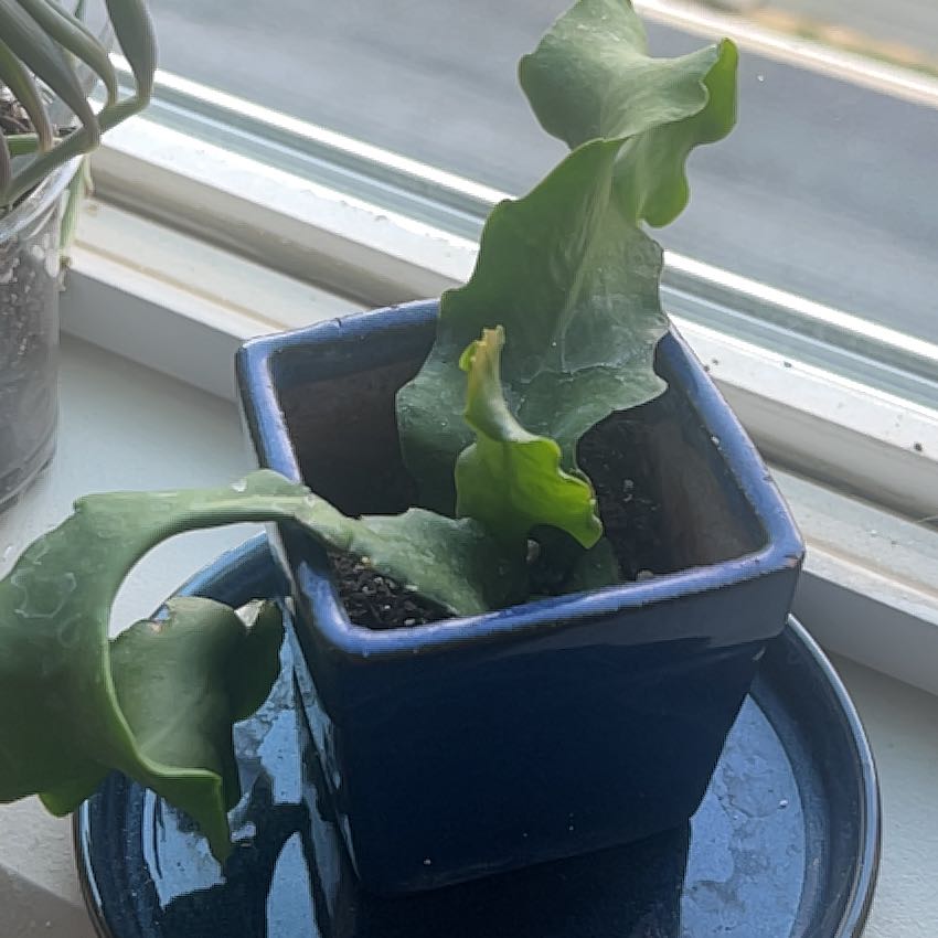 Photo of the plant species Curly Locks Orchid Cactus by @BigLemon24 named Foxxy on Greg, the plant care app