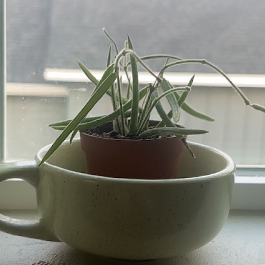 Photo of the plant species Wax Plant by @BigLemon24 named Daphne on Greg, the plant care app