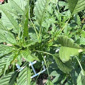 Photo of the plant species Palmer's Amaranth by @SirCamellia50 named Sol on Greg, the plant care app