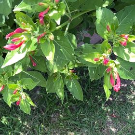 Photo of the plant species Marvel of Peru by @SirCamellia50 named Homer on Greg, the plant care app