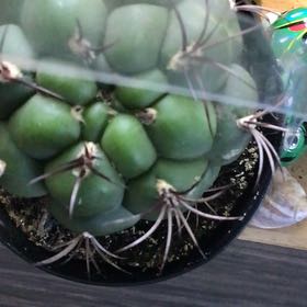 Photo of the plant species Thelocactus hexaedrophorus by @SizablePlumtree named Homer on Greg, the plant care app