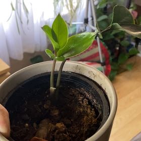 Photo of the plant species Cardboard Palm by @ProudFrogbit61 named Winston on Greg, the plant care app