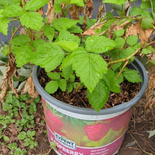 Photo of the plant species European Red Raspberry by @TotalPukatea28 named Coraline on Greg, the plant care app