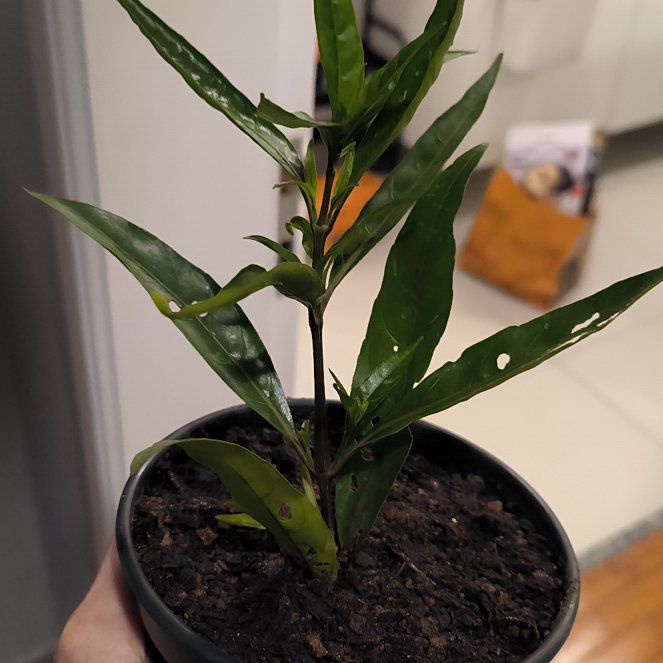 Photo of the plant species Willow-Leaved Justicia by @StandupRadish85 named Treeyoncé on Greg, the plant care app