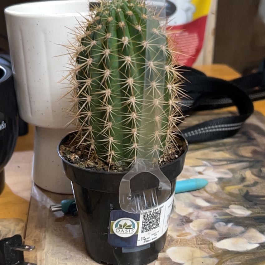Photo of the plant species Trichocereus grandiflorus Hybrid by @FabAnthemis92 named Luna on Greg, the plant care app