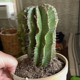 Photo of the plant species Milk Barrel Cactus by @VocalKoa71 named Kobe on Greg, the plant care app