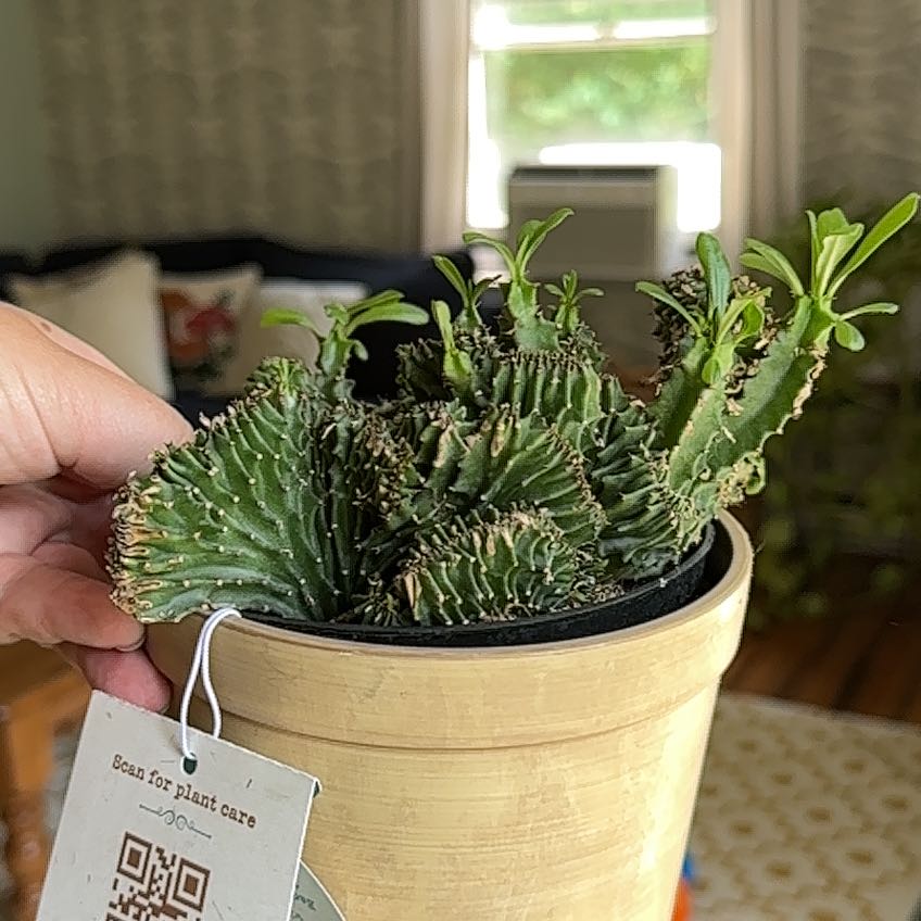 Photo of the plant species Crested African Candelabra by @VocalKoa71 named Doja Cat on Greg, the plant care app