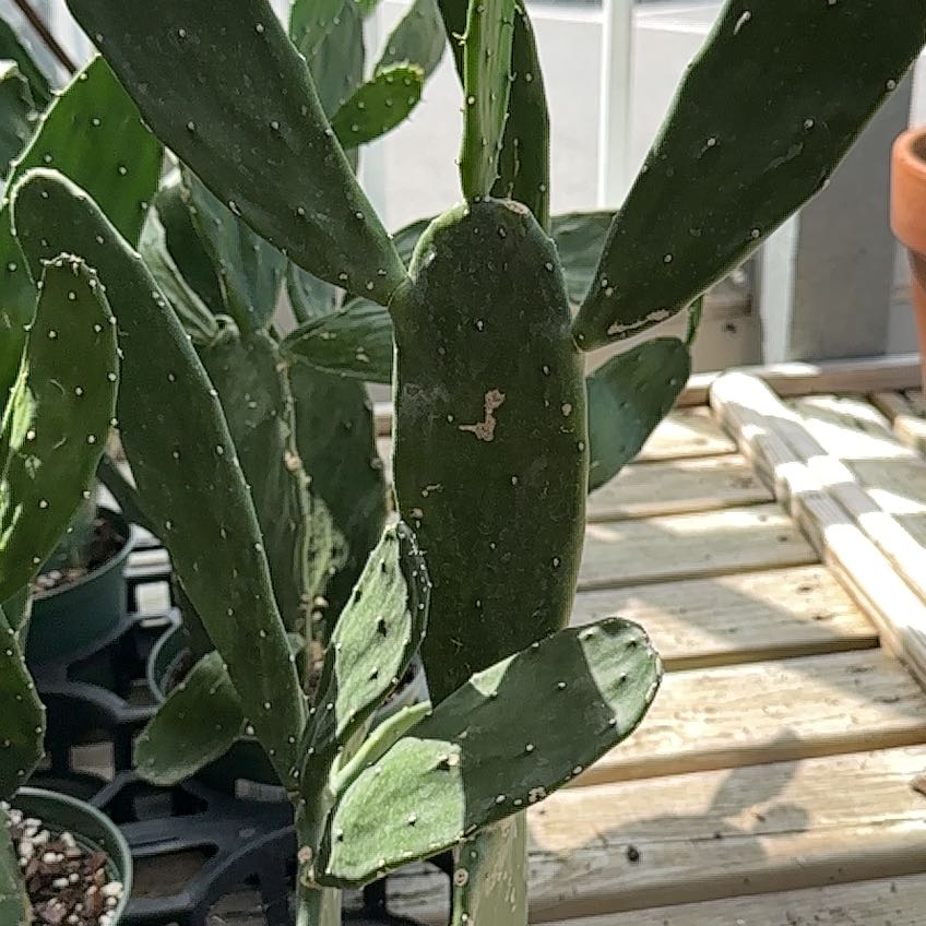Photo of the plant species Cochineal Cactus by @VocalKoa71 named Sir Plancelot on Greg, the plant care app