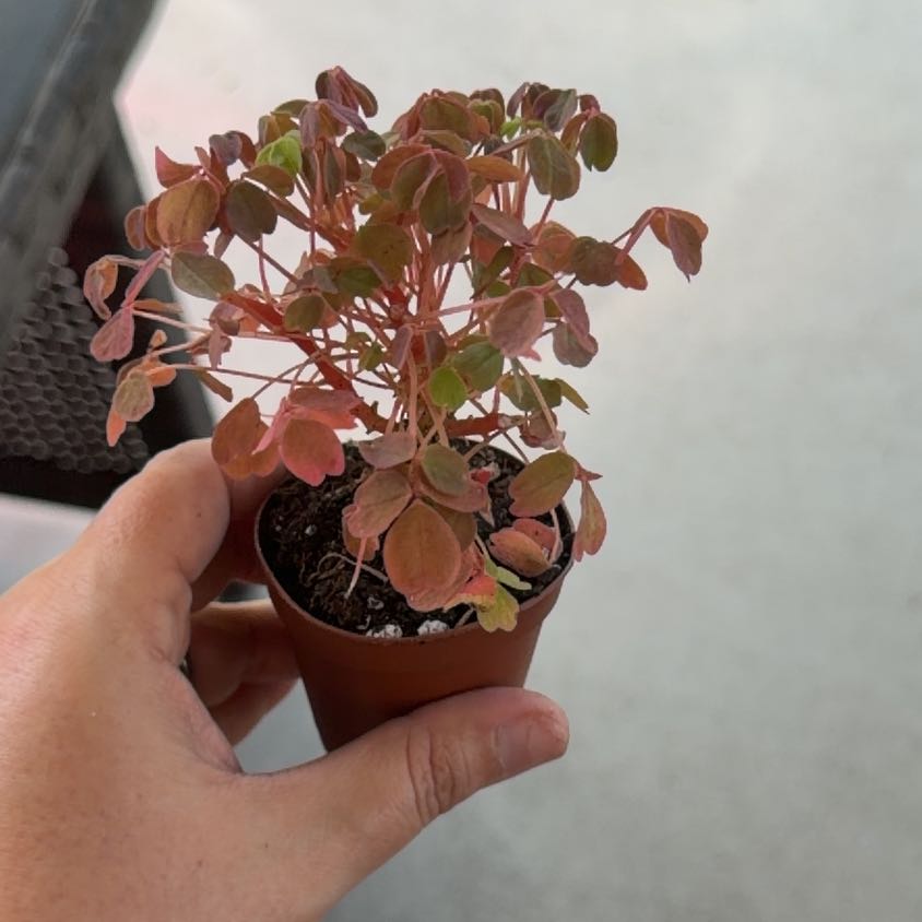 Photo of the plant species Oxalis 'Plum Crazy' by @HardyDisphyma44 named Clooney on Greg, the plant care app