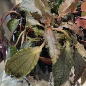 Photo of the plant species Dark Mystery Pilea by @HardyDisphyma44 named Michelle Branch on Greg, the plant care app