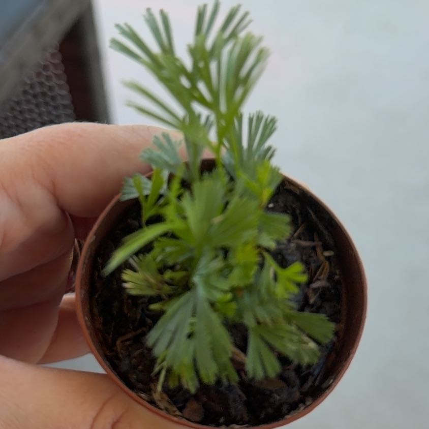 Photo of the plant species Eyelash Fern by @HardyDisphyma44 named Huckleberry Fern on Greg, the plant care app
