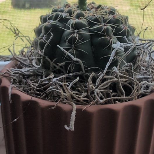 Photo of the plant species Spider Cactus by @SweetKamahi1 named Walt on Greg, the plant care app