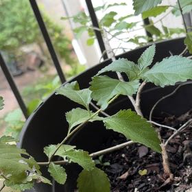 Photo of the plant species Lantana by @SirBeech40 named Tolkien on Greg, the plant care app