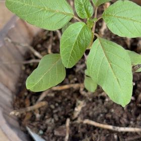 Photo of the plant species Purple Amaranth by @SirBeech40 named Diana on Greg, the plant care app