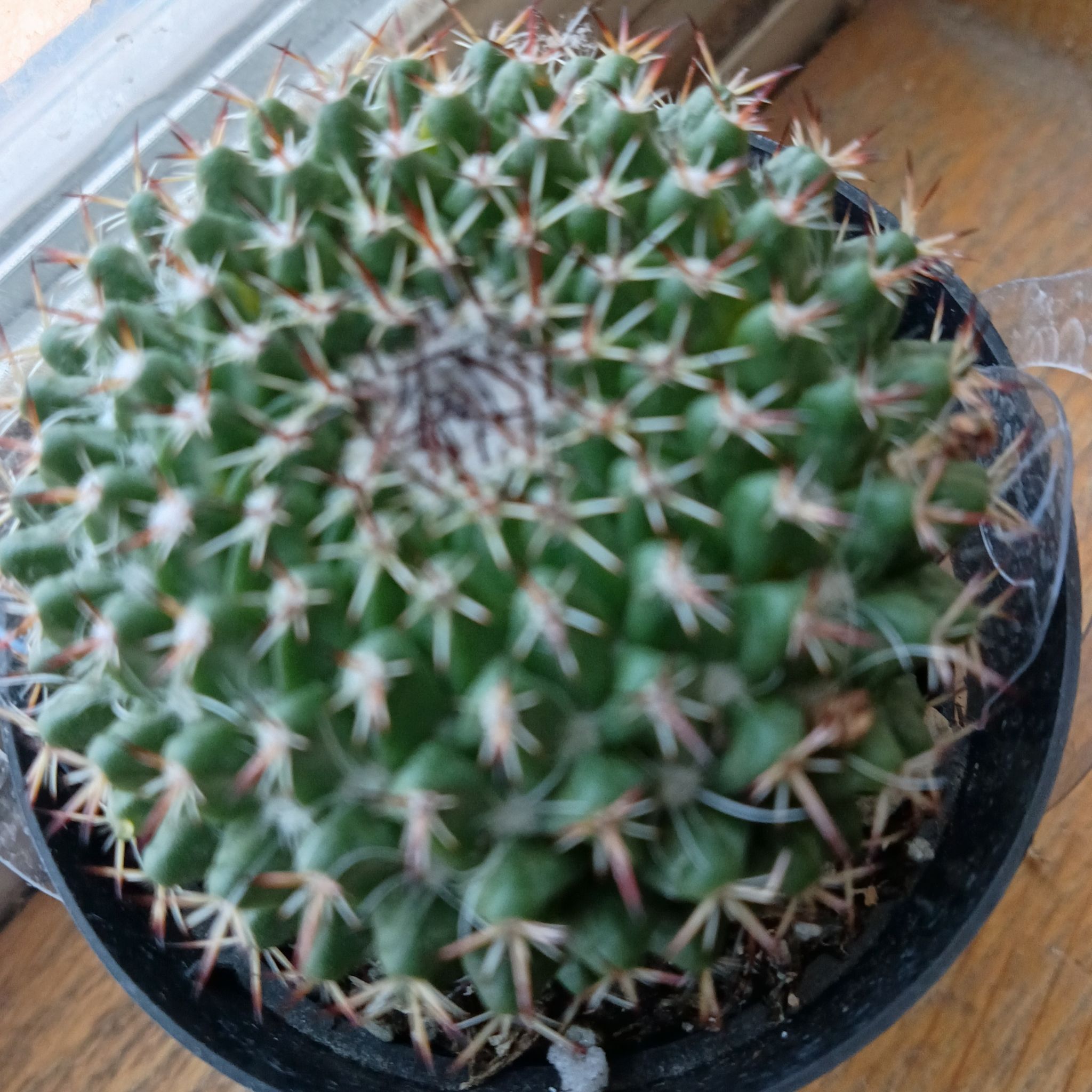 Photo of the plant species Mammillaria mystax by @AceCoconut41 named Robertleigh on Greg, the plant care app