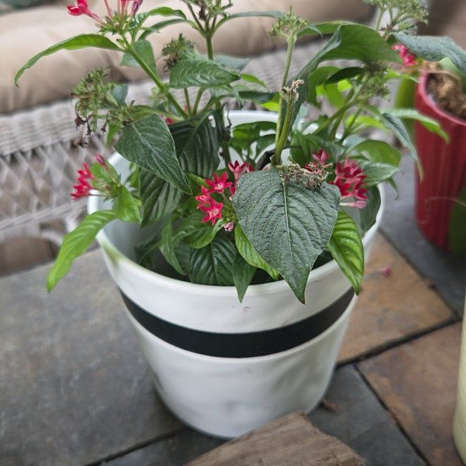Photo of the plant species Egyptian Starcluster by @HeadBlueash54 named Khaleesi on Greg, the plant care app