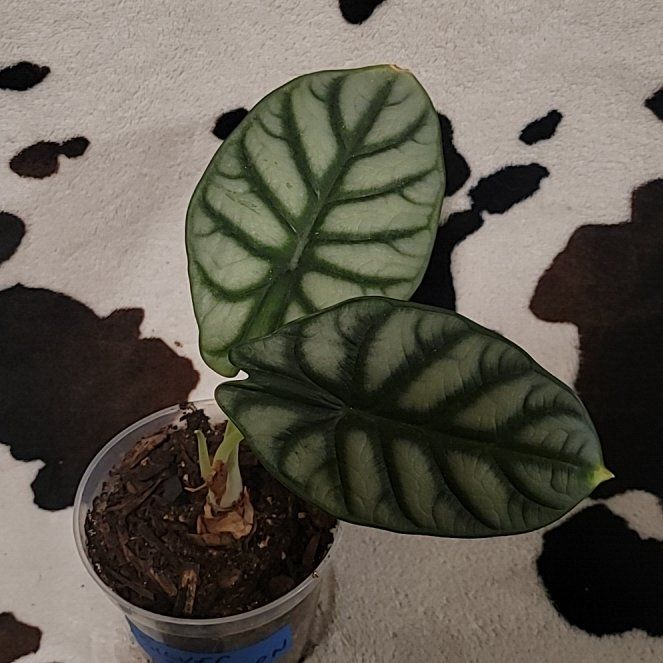 Photo of the plant species Alocasia Baginda Silver Dragon by Tessa named Dragon on Greg, the plant care app