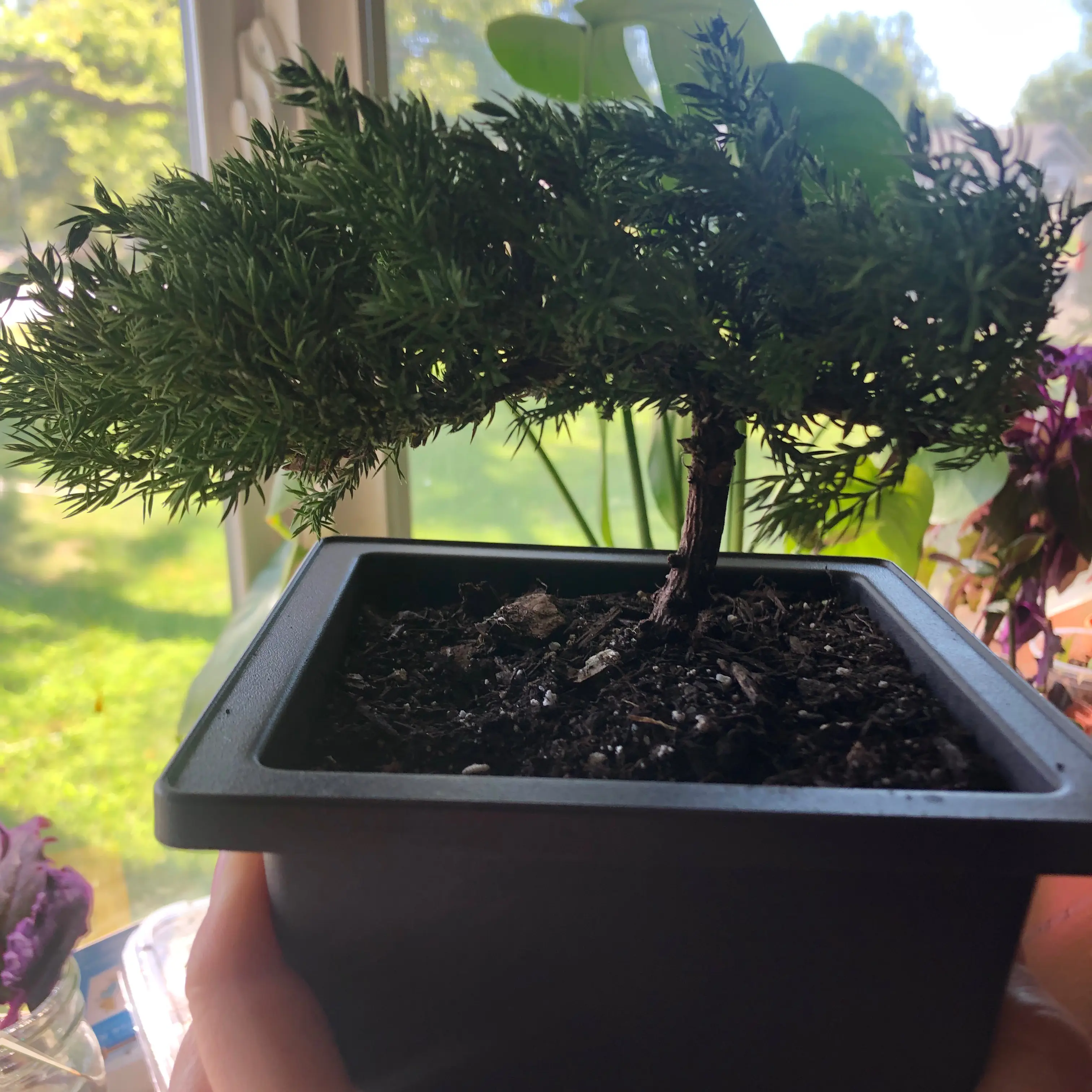 Photo of the plant species Garden Juniper by @DurablePecan13 named Treeyoncé on Greg, the plant care app