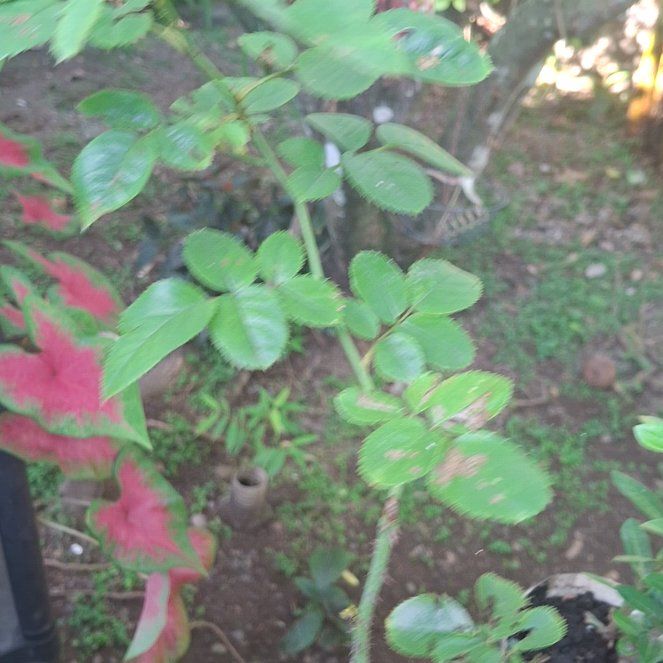 Photo of the plant species Multiflora Rose by @PeakOxtongue98 named Khaleesi on Greg, the plant care app