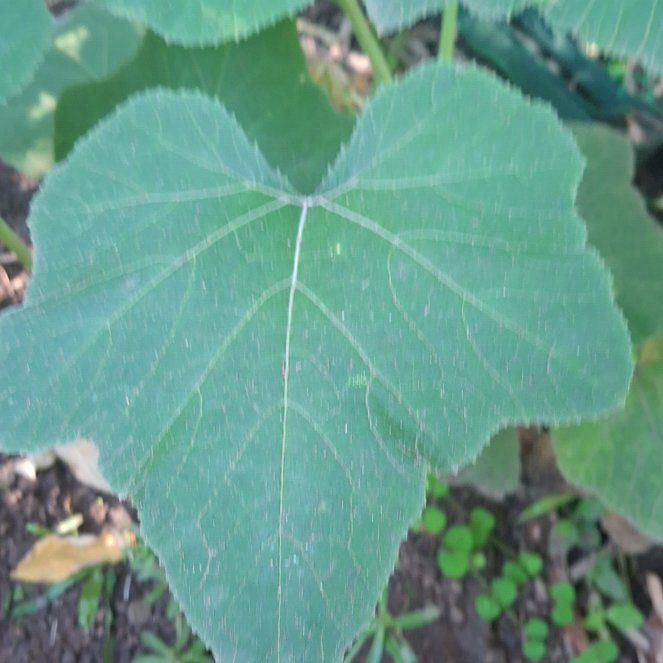 Photo of the plant species Summer Squash by @PeakOxtongue98 named Fernie Mac on Greg, the plant care app