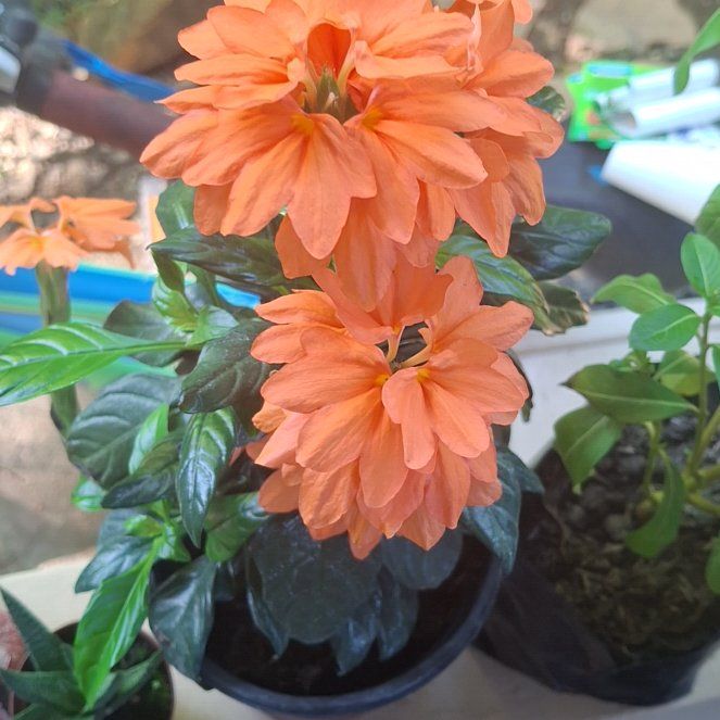 Photo of the plant species Firecracker Flower by @PeakOxtongue98 named Prince on Greg, the plant care app
