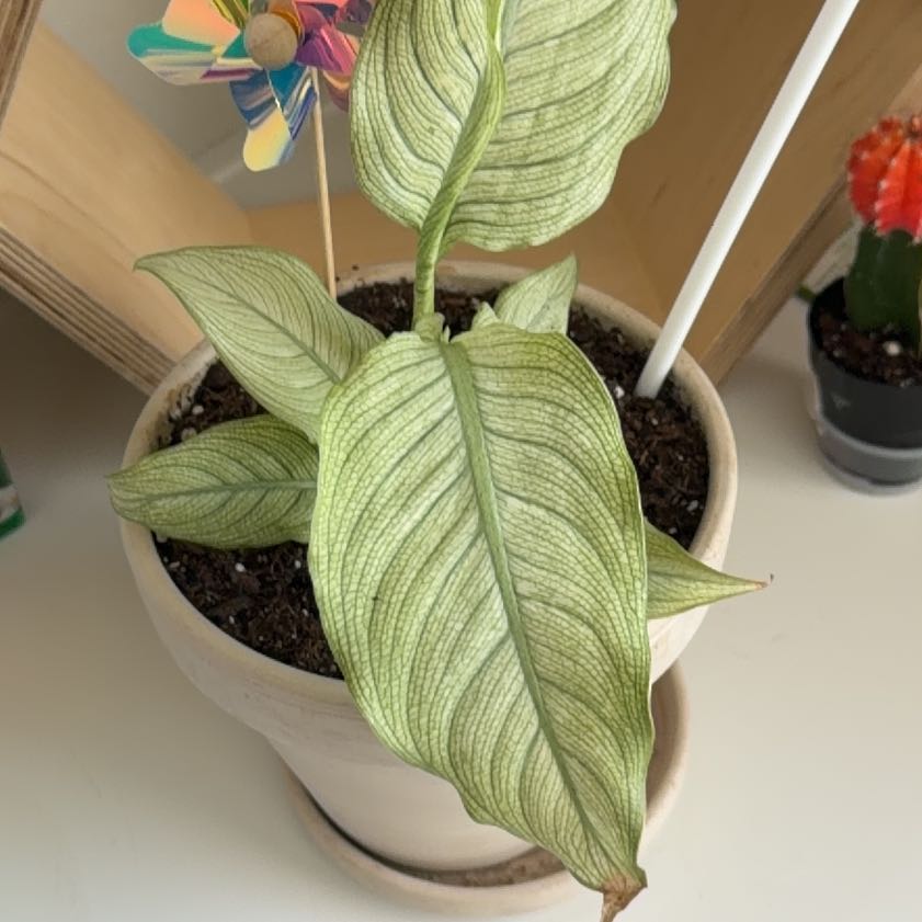 Photo of the plant species Milky Way Dumb Cane by @HonorableCat60 named ChloroPhil on Greg, the plant care app