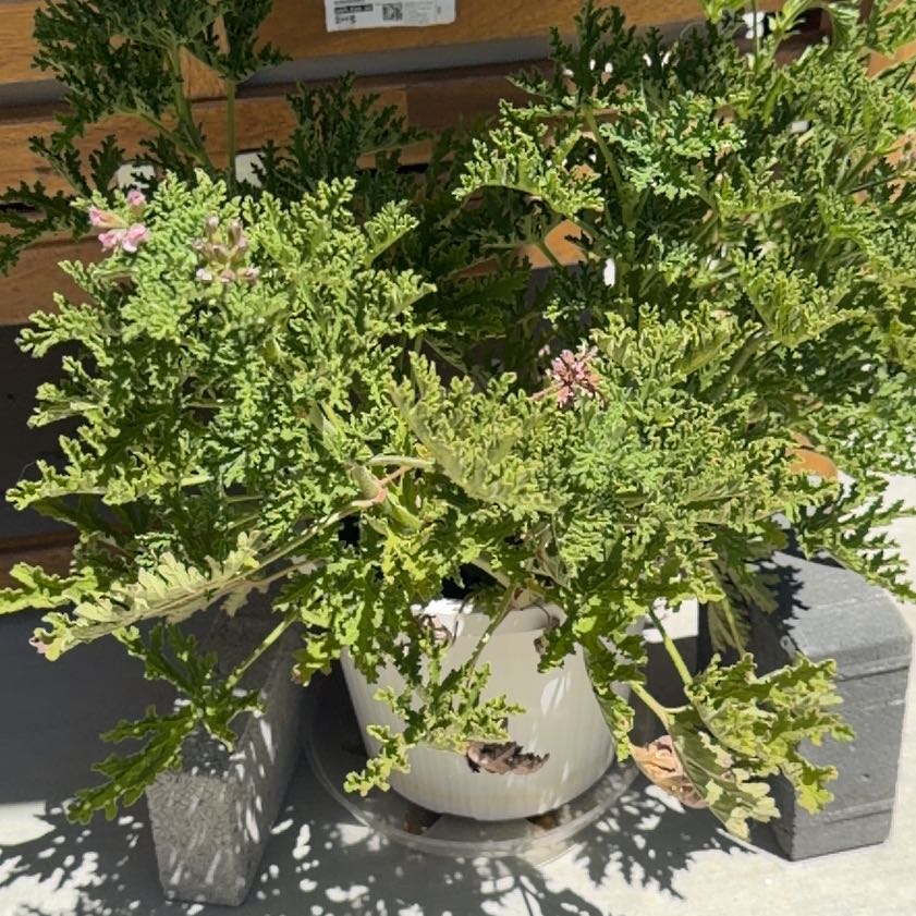 Photo of the plant species Citronella (anti-mosquito plant) by @HonorableCat60 named Marilyn on Greg, the plant care app