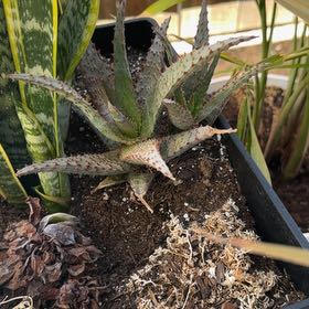 Photo of the plant species Mountain Aloe by @HonorableCat60 named Mountain Aloe on Greg, the plant care app