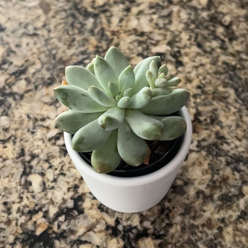 Photo of the plant species Pachyphytum 'Starburst' by @BestBluerose18 named Chopper on Greg, the plant care app