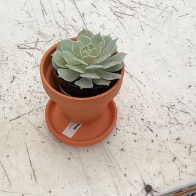 Photo of the plant species Echeveria by @JoyfulBeech23 named Serra on Greg, the plant care app