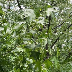 Photo of the plant species American Sweetgum by @SavoryNapaea6 named Daphne on Greg, the plant care app