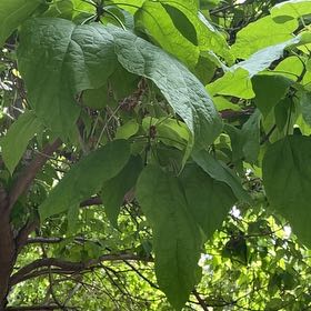 Photo of the plant species Catalpa by @SavoryNapaea6 named Forrest on Greg, the plant care app