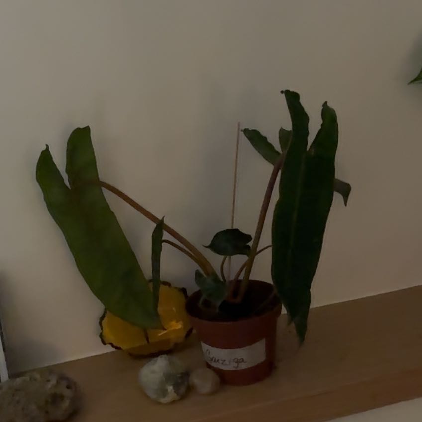 Photo of the plant species Philodendron billietiae by @PerkyAnthemis33 named Willow on Greg, the plant care app