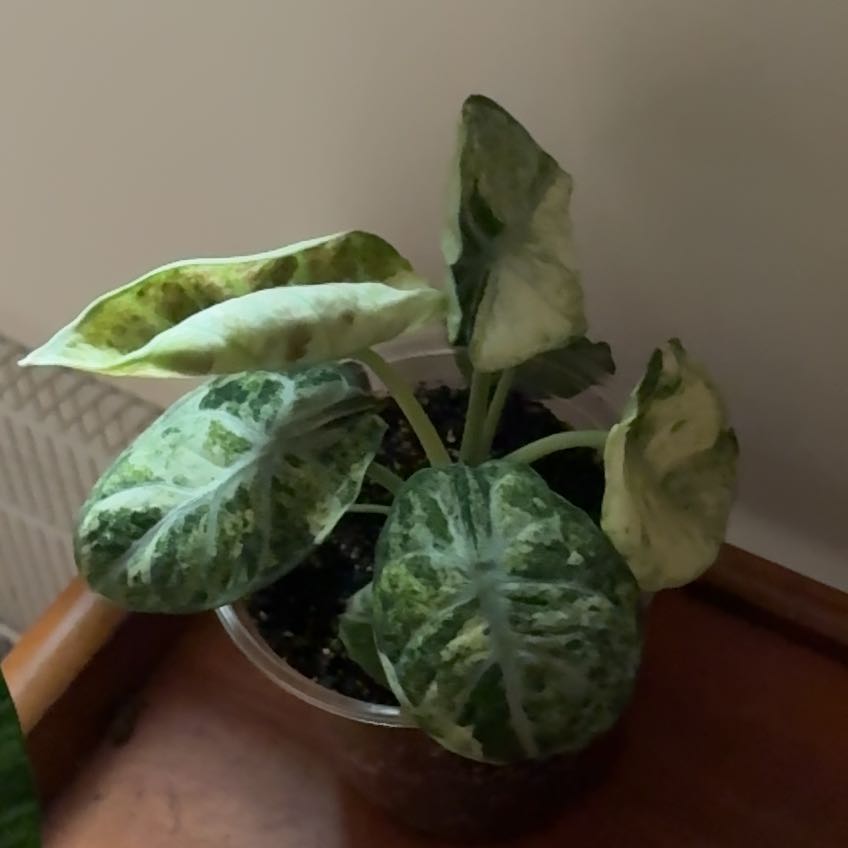 Photo of the plant species Alocasia Ninja Tri-Color by @PerkyAnthemis33 named Walt on Greg, the plant care app