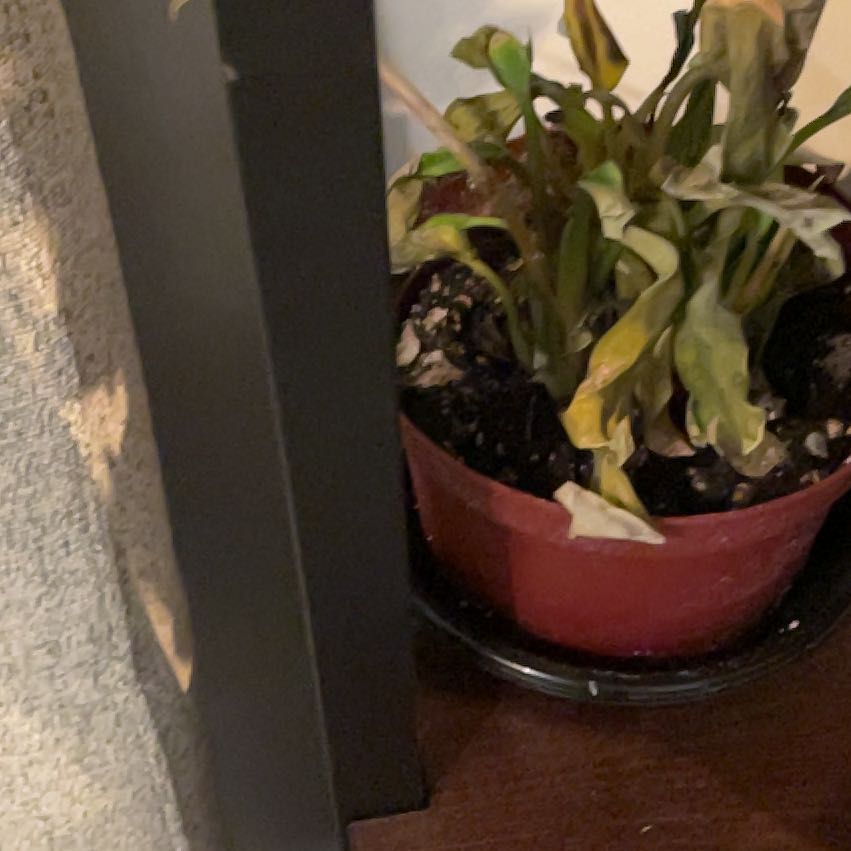 Photo of the plant species Treasureflower by @StarryElkweed86 named Remington on Greg, the plant care app