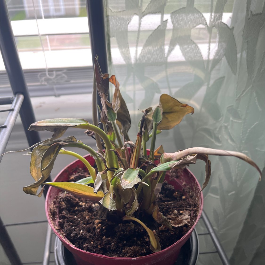 Photo of the plant species Treasureflower by @StarryElkweed86 named Remington on Greg, the plant care app
