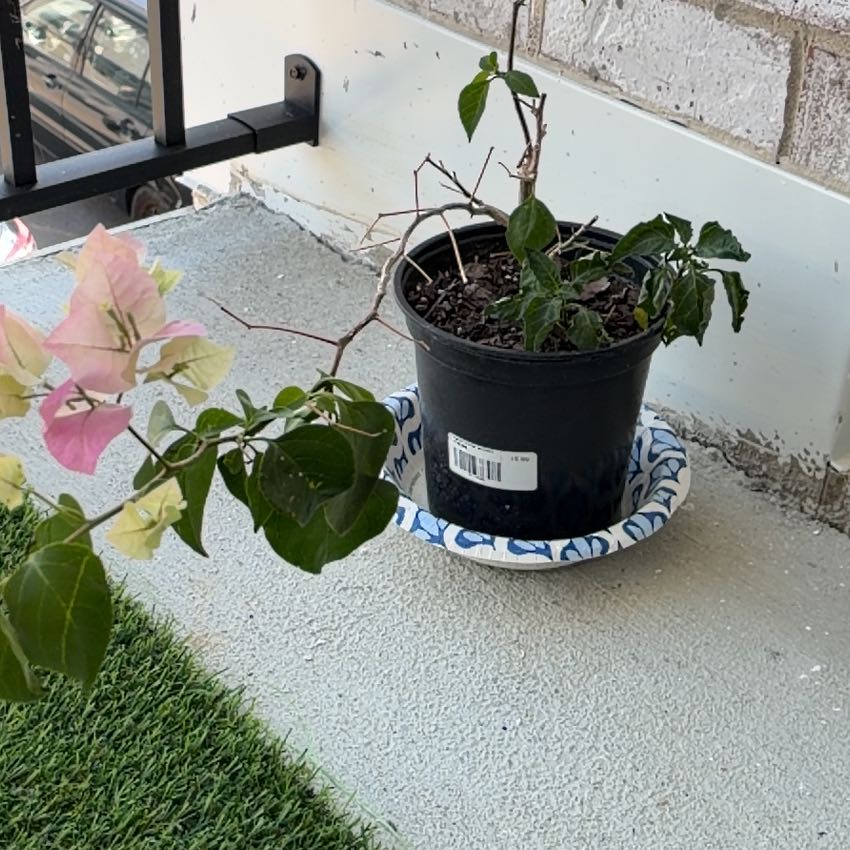 Photo of the plant species Bougainvillea by @StatelyFeijoa20 named Surya on Greg, the plant care app