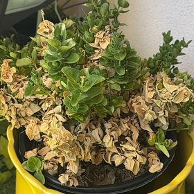 Photo of the plant species Sweet Pea Bush by @YokeMaylily96 named Maya on Greg, the plant care app