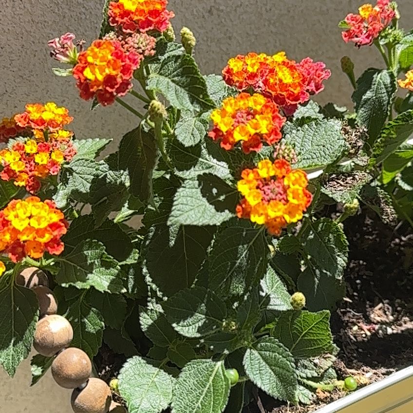 Photo of the plant species Lantana by @YokeMaylily96 named Doja Cat on Greg, the plant care app