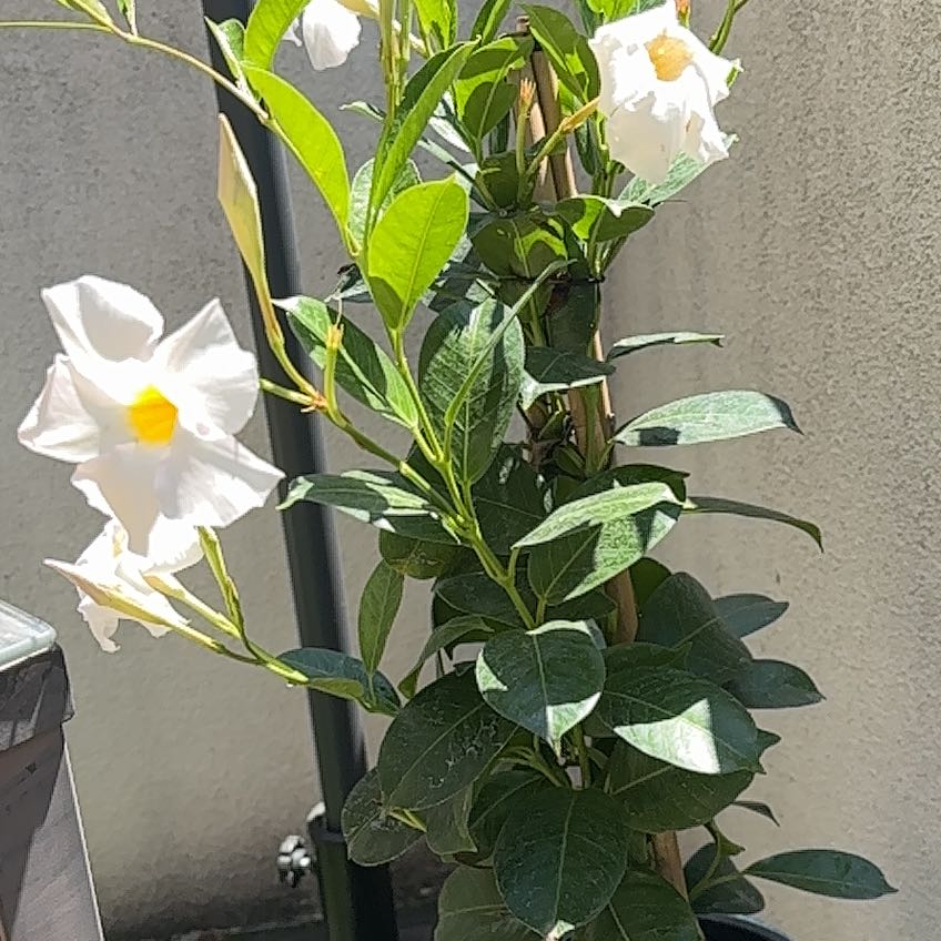 Photo of the plant species Dipladenia 'White' by @YokeMaylily96 named Michelle Branch on Greg, the plant care app