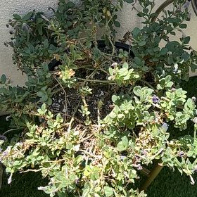 Photo of the plant species Lovie Dovie Supertunia by @YokeMaylily96 named Zeus on Greg, the plant care app