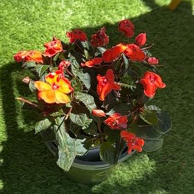 Photo of the plant species Impatiens by @YokeMaylily96 named ChloroPhil on Greg, the plant care app